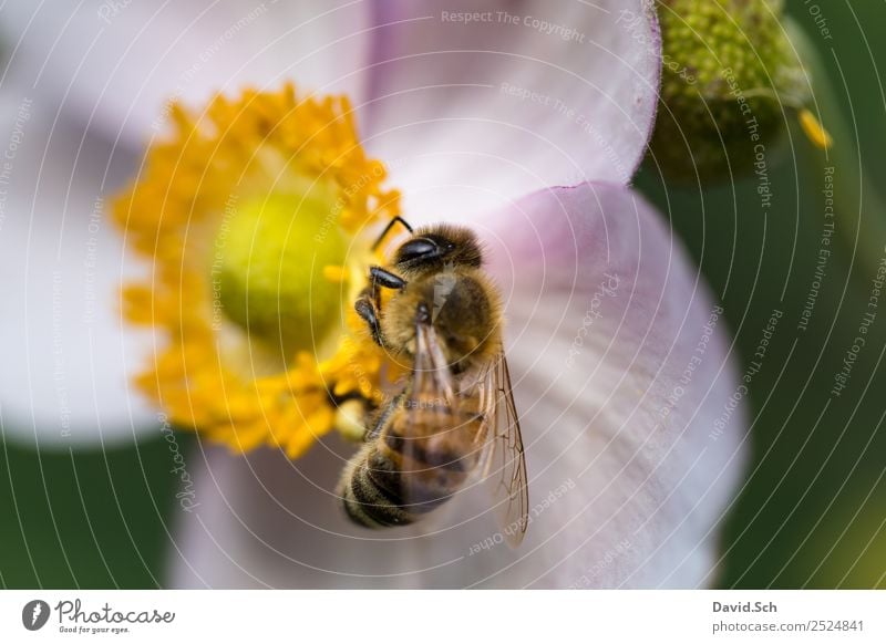 Bee on a flower Nature Animal Flower Blossom Wild animal Animal face Wing Hair Insect 1 Work and employment Touch To feed Hang Near Yellow Green Violet Diligent