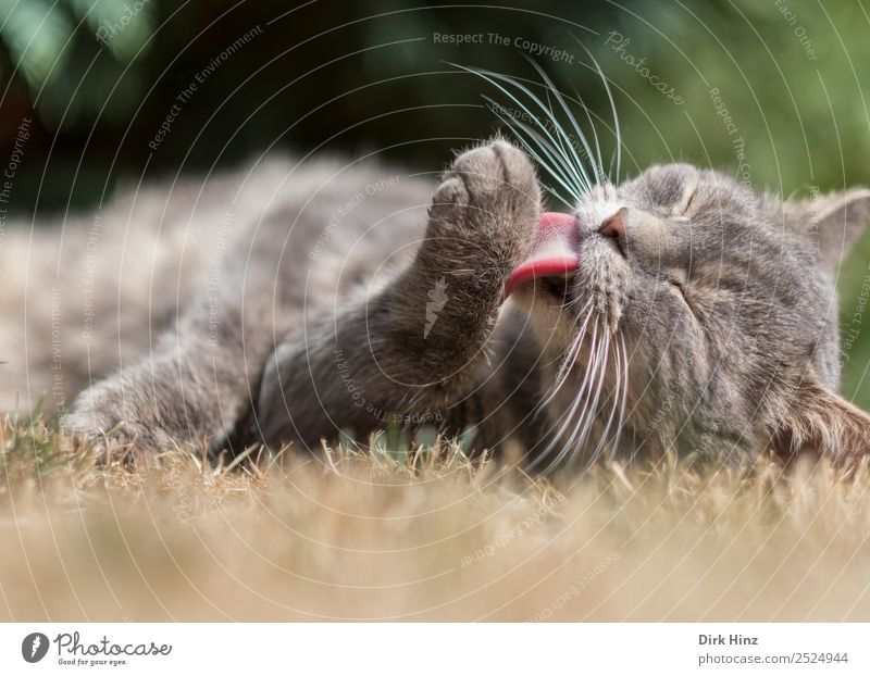 Grey cat cleaning up Animal Cat Animal face Pelt Paw 1 Lie Cleaning Natural Cute Soft Gray Joie de vivre (Vitality) Safety (feeling of) Love of animals Serene