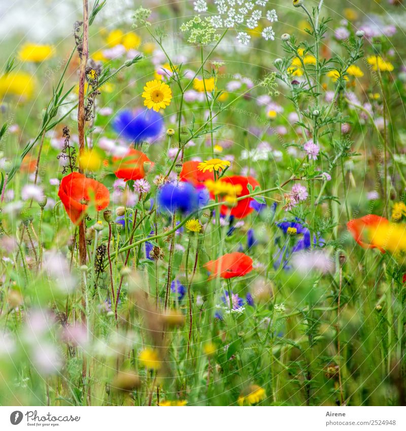 not only Mondays flowers Plant Flower Poppy blossom Cornflower Marguerite Meadow flower Flower meadow Blossoming Growth Blue Multicoloured Yellow Green Red