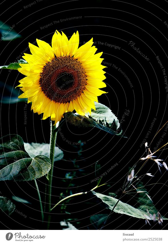 sunflower in the dark Happy Beautiful Summer Sun Nature Landscape Plant Clouds Flower Leaf Field Hill Village Exceptional Uniqueness Yellow Green Black