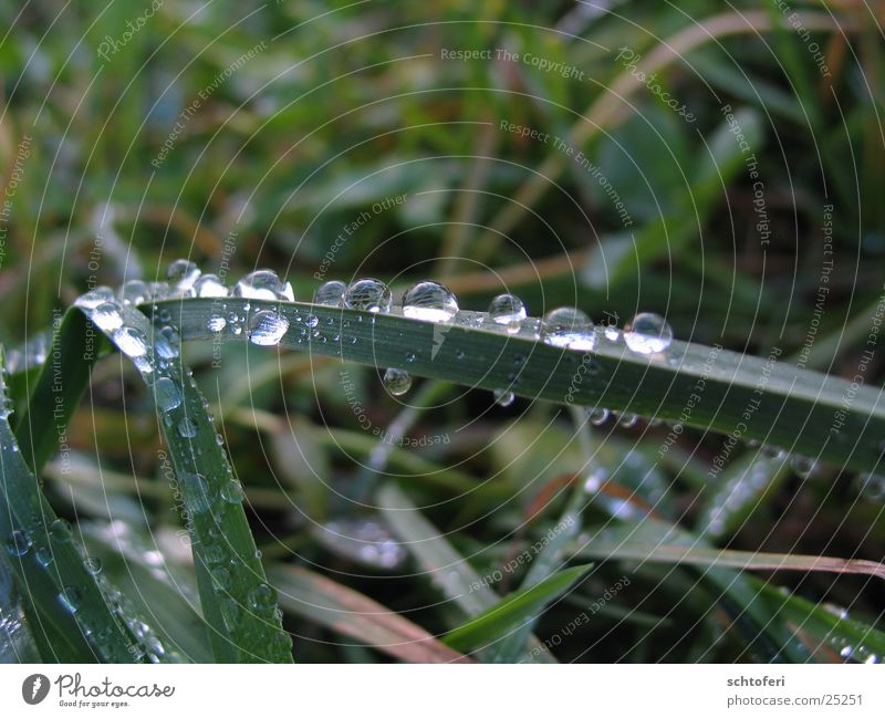 from bug's eyes Small Grass Fog Worm's-eye view Rain Drops of water Water Rope Detail beetle perspective