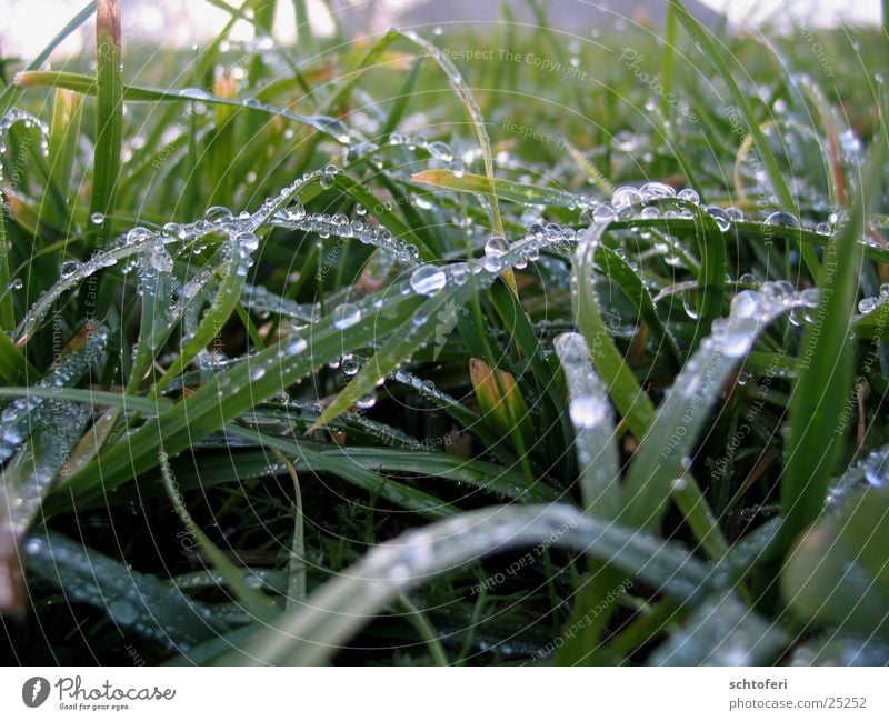 dew drops Grass Rain Fog Drops of water Water Rope Macro (Extreme close-up)