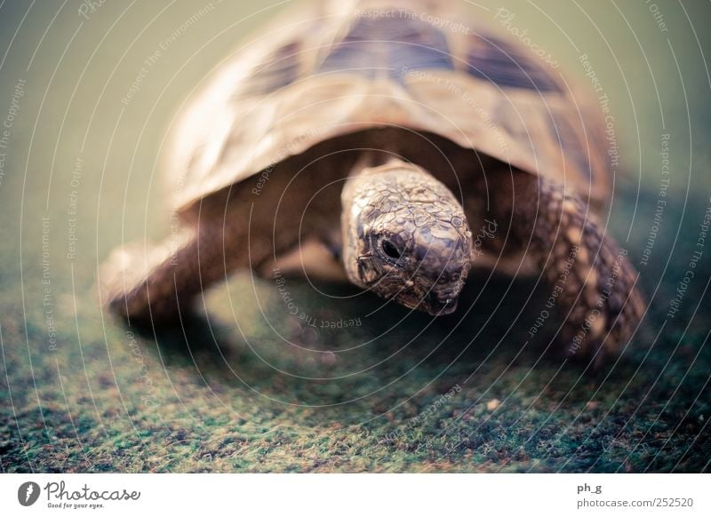 Tank-Bokeh Animal Pet Wild animal Scales Turtle Greek tortoise Tortoise-shell 1 Observe Brown Green Claw Carpet Colour photo Close-up Deserted Day