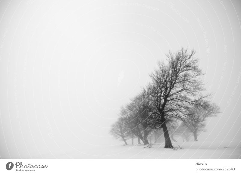 I dreamed about last winter Pt.1 Environment Nature Landscape Winter Bad weather Fog Ice Frost Plant Tree Tree trunk Branch Schauinsland Cold Natural