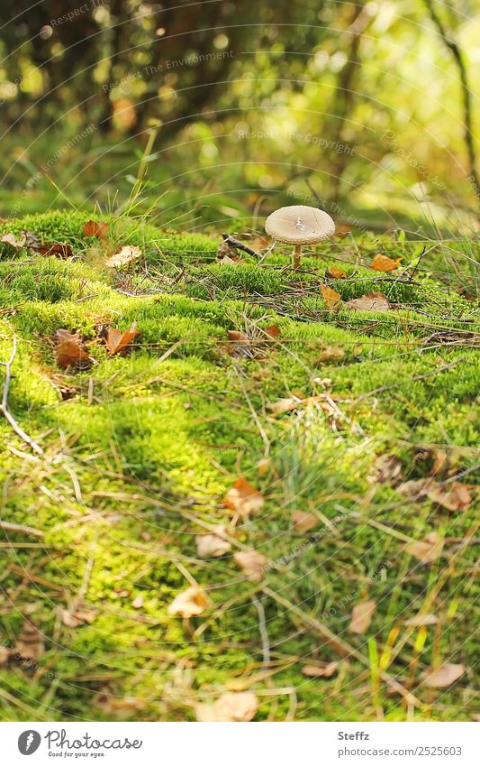 Mushroom search in the moss Mushroom cap toxic fungus mushroom search wax Moss in moss Find moss-covered Woodground Forest atmosphere sunny autumn day