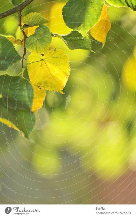 Linden leaves on a beautiful late summer day lime leaves Lime tree Twig Autumn leaves Mood lighting Sense of Autumn transient sunny September weather change