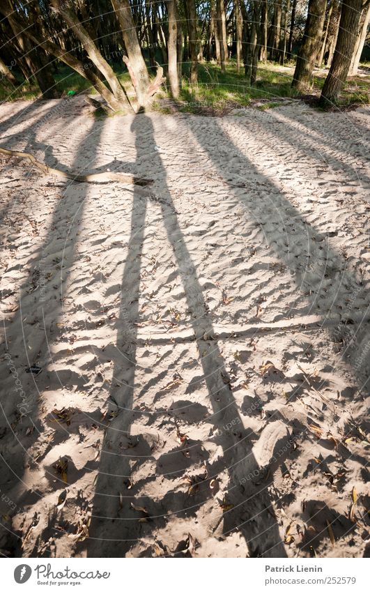 Tallest Man on Earth Environment Nature Landscape Elements Sand Sunlight Summer Weather Plant Coast Beach Beautiful Stand Forest Shadow Abstract Colour photo