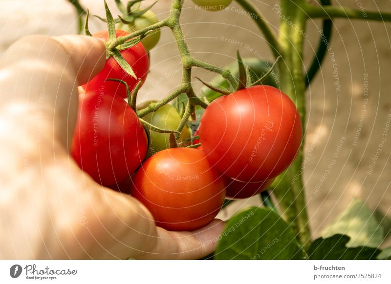 Ripe tomatoes on a shrub Vegetable Organic produce Vegetarian diet Healthy Eating Hand Fingers Summer Autumn Plant Bushes Agricultural crop Garden Select