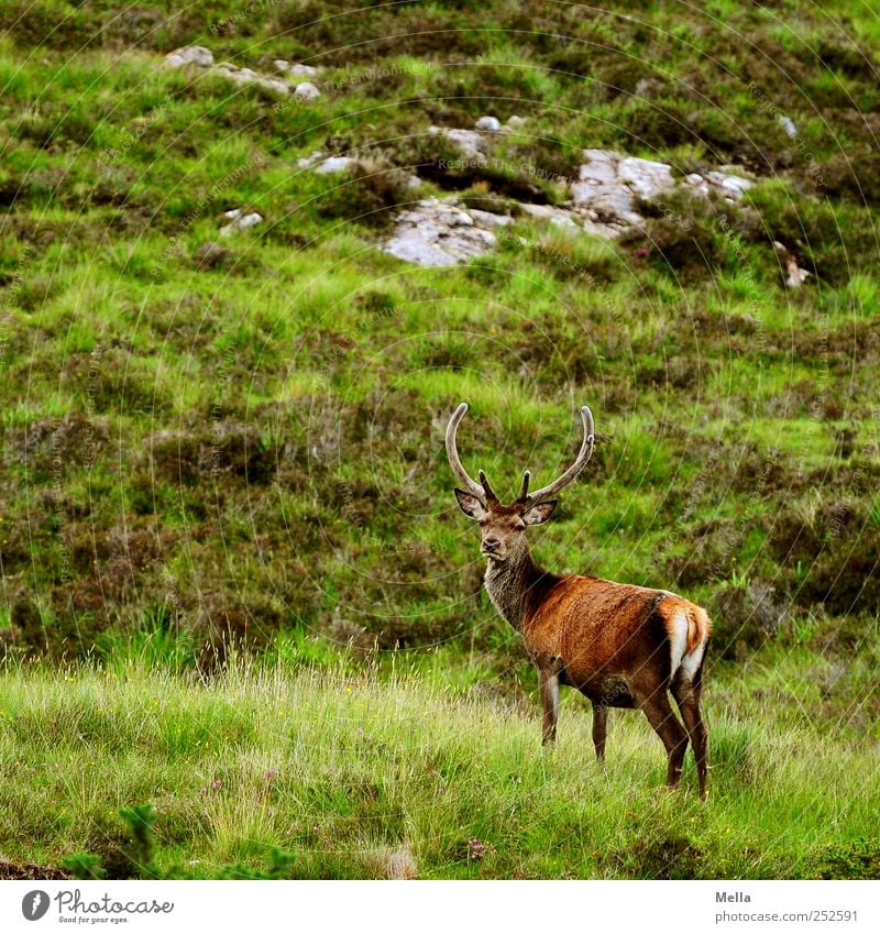 proud Environment Nature Landscape Animal Grass Meadow Hill Rock Mountain Wild animal Deer Red deer Antlers 1 Looking Stand Free Natural Green Freedom Scotland