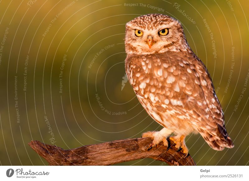 Cute owl, small bird with big eyes in the nature Beautiful Nature Animal Forest Bird Wing Small Funny Natural Wild Brown Yellow Gold Green Black White wildlife