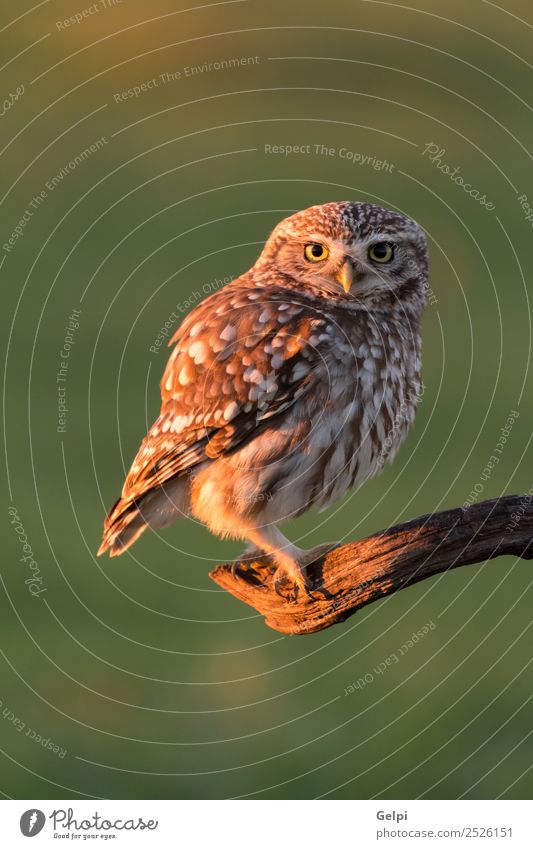 Cute owl, small bird with big eyes in the nature Beautiful Nature Animal Forest Bird Wing Small Funny Natural Wild Brown Yellow Gold Green Black White wildlife