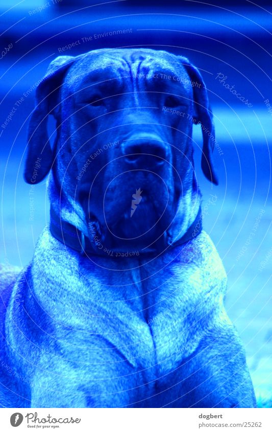 Blue Dog - Great Dane in blue blue dog