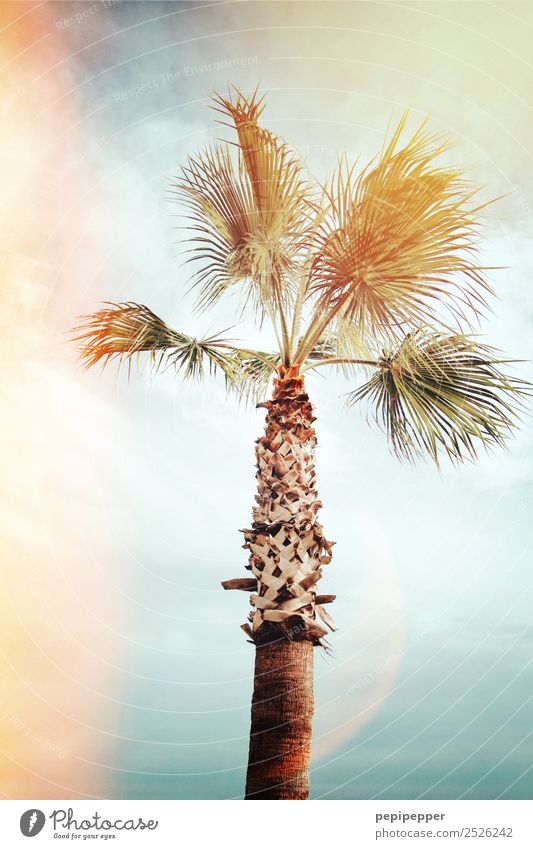 palm Vacation & Travel Tourism Trip Adventure Far-off places Summer Beach Ocean Nature Plant Sky Clouds Wind Tree Palm tree Coast Wood Movement Exotic Turquoise