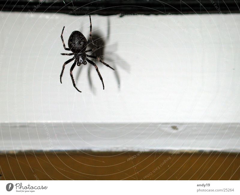 The spider on Texel. Creepy Spider's web Spider legs large spider spider's eyes hairy legs
