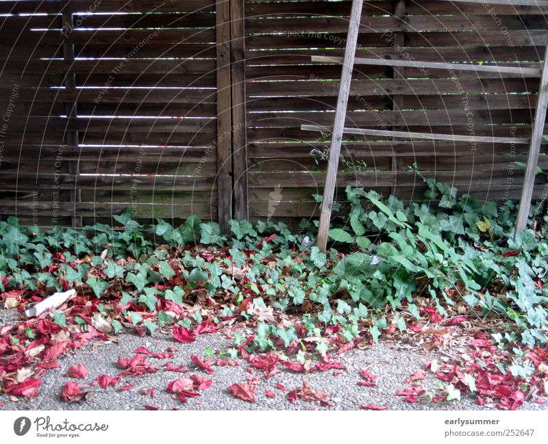 beginning of autumn Garden Nature Plant Animal Autumn Climate change Beautiful weather Ivy Leaf Foliage plant Wild plant Wood Stripe Faded Brown Gray Green Red