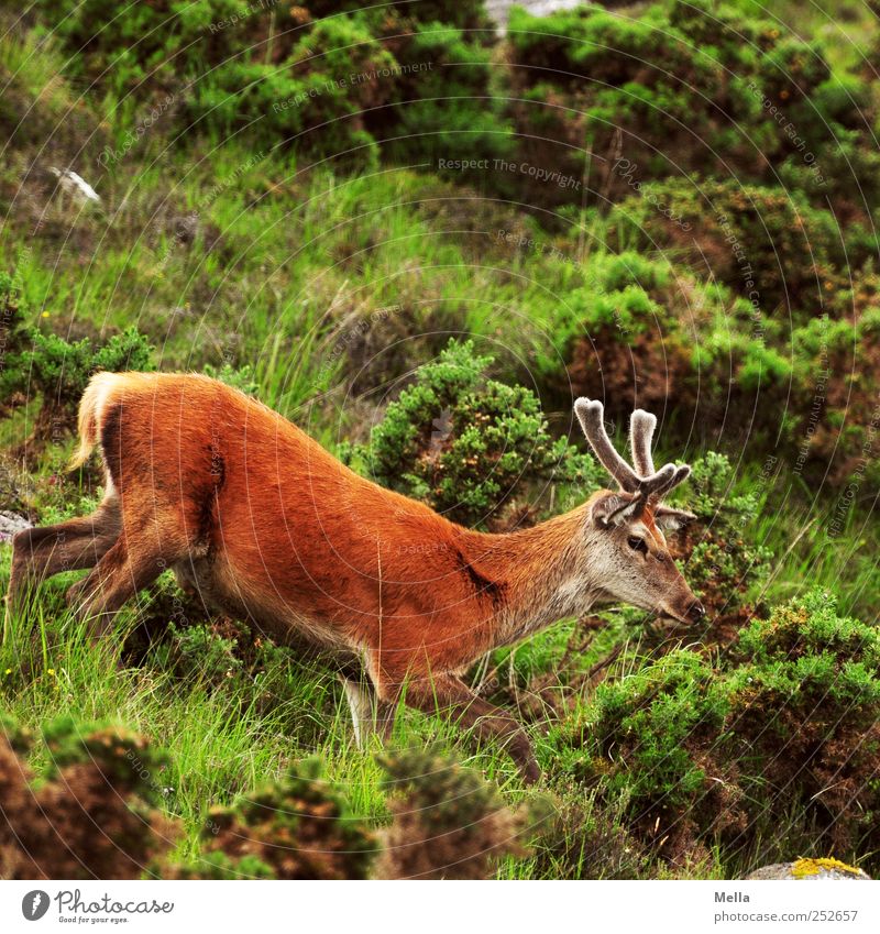 steep downhill Environment Nature Animal Grass Bushes Meadow Hill Mountain Wild animal Deer Red deer Antlers 1 Going Free Natural Freedom Scotland Colour photo