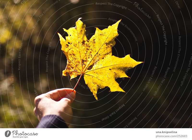autumn***e Hand Fingers 1 Human being Environment Nature Plant Autumn Beautiful weather Leaf Maple leaf Maple tree To hold on Natural Yellow Colour photo