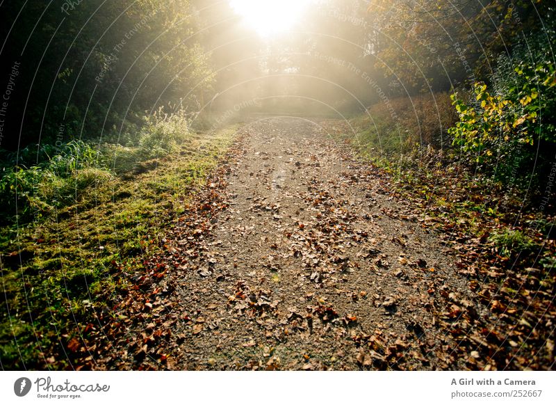 the unbearable lightness of autumn Environment Nature Landscape Plant Sun Sunlight Autumn Tree Grass Bushes Leaf Forest Illuminate Friendliness Fresh Natural