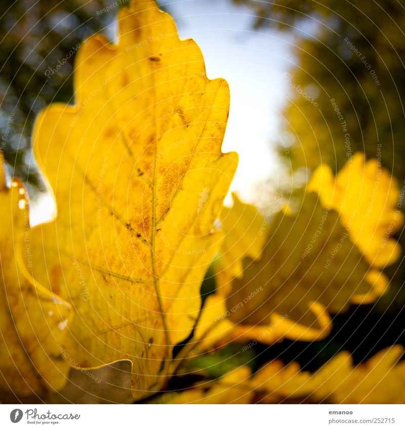 Autumn in the oak forest Nature Landscape Plant Sky Sun Climate Weather Tree Leaf Garden Old Thin Natural Round Yellow Warm-heartedness Oak leaf Oak tree