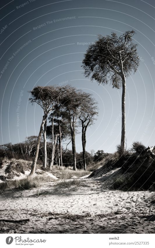 into blue Environment Nature Landscape Plant Cloudless sky Horizon Beautiful weather Tree Bushes Coast Baltic Sea Western Beach Stand Firm Together Large Tall