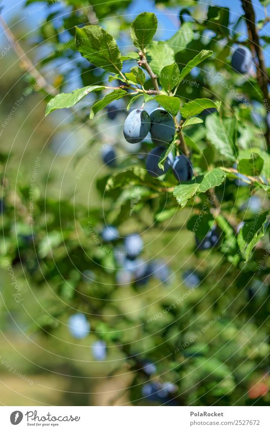 #S# Plum Tree IV Fruit Happy Plum tree Violet Green Many Harvest Domestic Tradition Organic produce Vegetarian diet Mature Agricultural crop Garden Healthy