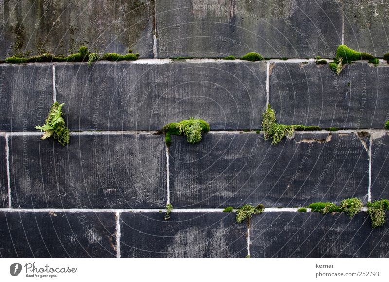 Mortar and moss Environment Plant Foliage plant Wild plant Moss Wall (barrier) Wall (building) Stone Growth Dark Gray Green well up renaturalisation stonewalled