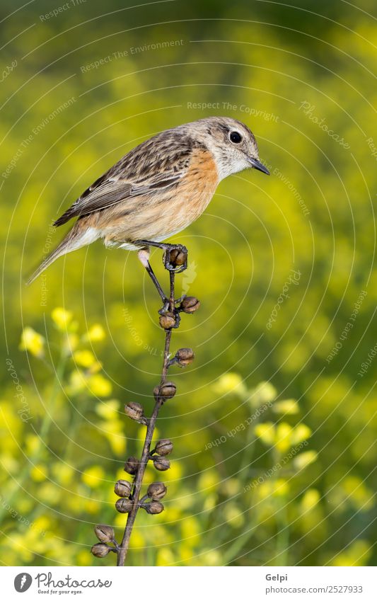 Beautiful wild bird perched on a branch in nature Life Woman Adults Environment Nature Animal Flower Bird Small Natural Wild Brown Yellow Red White stonechat