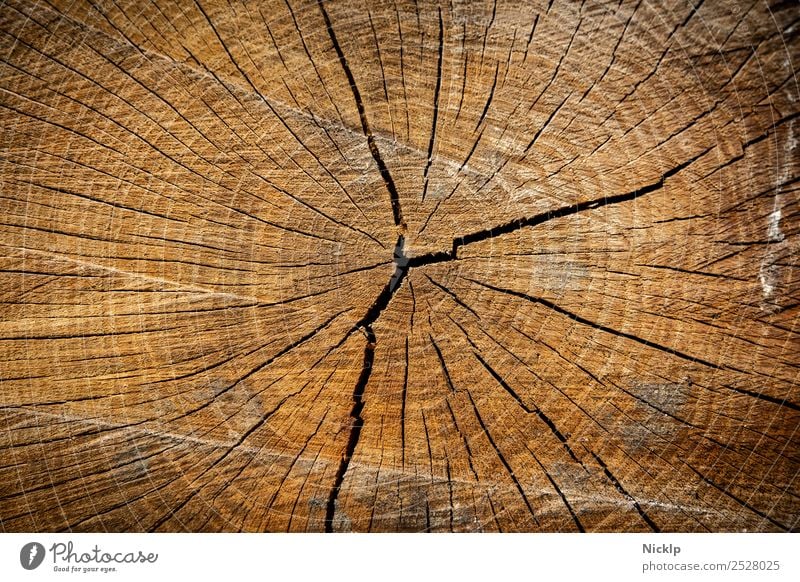 Cross-section through the wood of a tree trunk with annual rings and cracks (close-up) Nature Annual ring Tree trunk Forest Esthetic Sustainability natural