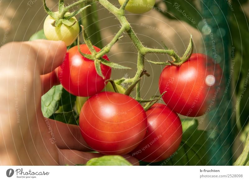 ripe tomatoes at the panicle Food Vegetable Organic produce Healthy Eating Agriculture Forestry Hand Fingers Summer Autumn Bushes Agricultural crop Garden