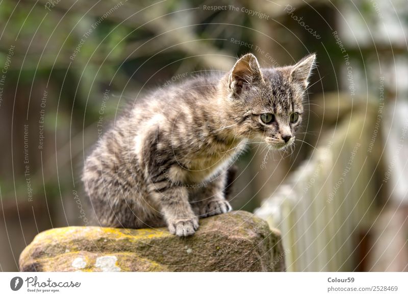 cat baby Baby Nature Animal Pelt Pet 1 Baby animal Crouch Curiosity Gray Cat Kitten Mammal won Domestic cat Colour photo Exterior shot Day Animal portrait