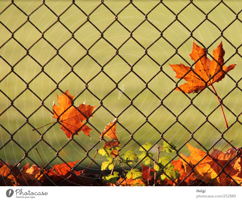 at the fence... Environment Nature Plant Autumn Beautiful weather Leaf Foliage plant Maple leaf Park Fence Wire netting Metal Old Illuminate To dry up Growth