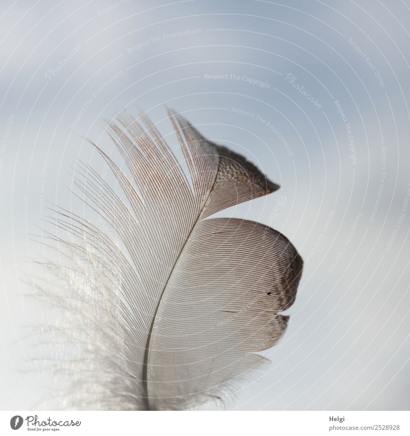 Close-up of a filigree feather in front of a blue-grey sky Nature Sky Feather Uniqueness Small natural Blue Brown Gray Esthetic Ease Delicate Easy Colour photo