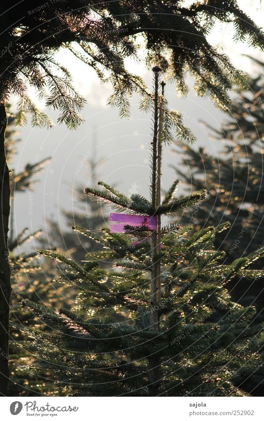 christmas tree cultivation Environment Nature Plant Tree Fir tree Anticipation Christmas tree Inscribe Label Colour photo Exterior shot Deserted Evening