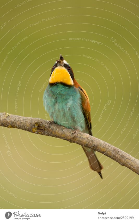 Small bird perched on a branch with a nice plumage Exotic Beautiful Freedom Nature Animal Bird Bee Glittering Feeding Bright Wild Blue Yellow Green Red White