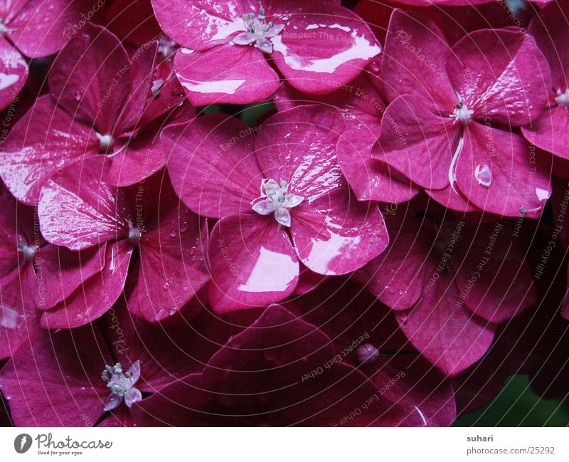 After the rain Flower Rain Drops of water Pink Blossom Nature Plant Water