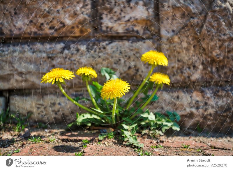 dandelion Life Summer Environment Nature Plant Earth Spring Flower Dandelion Wall (barrier) Wall (building) Street Lanes & trails Growth Yellow Power