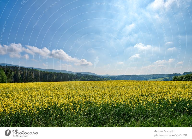 Landscape with rape field Vacation & Travel Trip Far-off places Freedom Summer vacation Agriculture Forestry Environment Nature Plant Sky Clouds Spring