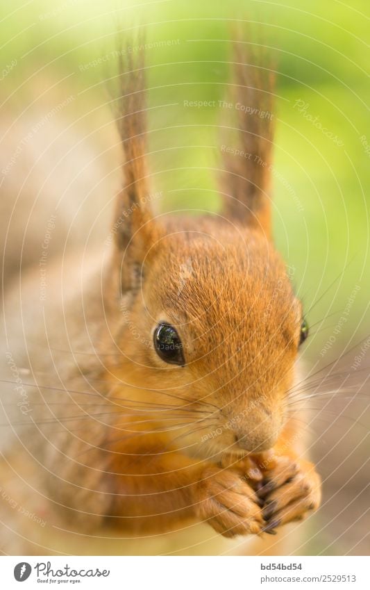 The red squirrel eats a nut. Squirrel in the summer on the street. Beautiful animal in the park. Squirrel portrait. nature mammal rodent cute wildlife tail
