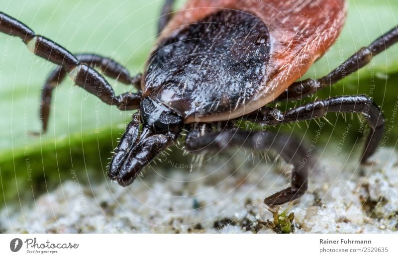 Portrait of a tick Environment Nature Animal Wild animal Tick 1 Hunting Aggression Threat Pain Lyme disease Bite Pierce Illness disease vector dangerous,"