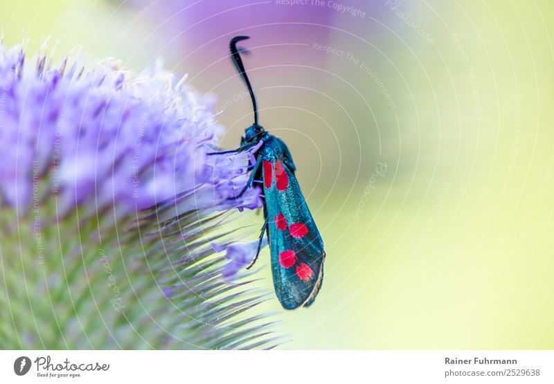 a Sechsfleckwidderchen sits on a wild card Environment Nature Plant Animal Flower Wild plant Wild animal Butterfly Grand piano 1 pretty Colour photo