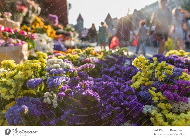Flowers and people on the market Shopping Summer Summer vacation Sun Human being Crowd of people Plant Blossom Foliage plant Tallinn Estonia Town Capital city