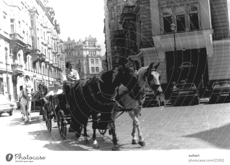 Prague Town Czech Republic Photo laboratory Horse Horse-drawn carriage Europe Vacation & Travel Black & white photo Street