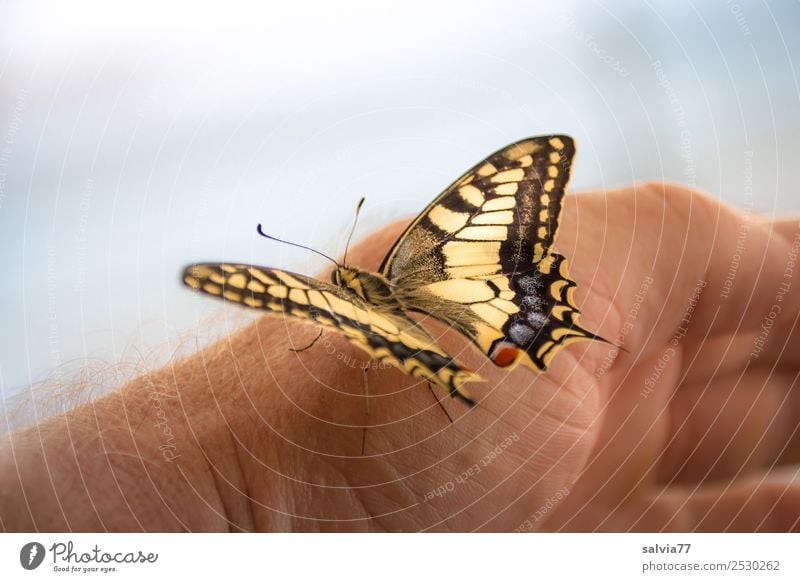 He's about to take off! Hand Nature Animal Wild animal Butterfly Wing Insect Swallowtail 1 Touch Esthetic Beautiful Trust Love of animals Ease Colour photo