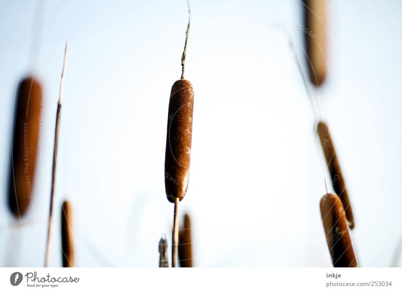 cane Nature Air Sky Cloudless sky Autumn Grass Wild plant Common Reed Lakeside Bog Marsh Pond Stand Faded Growth Esthetic Fat Thin Long Near Natural Soft Brown