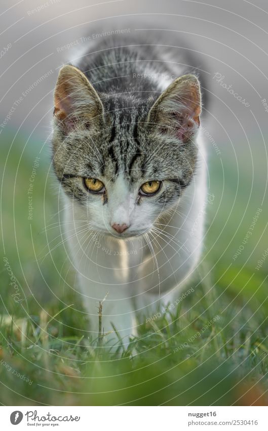 I just want to play ... Environment Nature Animal Sunlight Spring Summer Autumn Beautiful weather Grass Garden Park Meadow Pet Cat Animal face Pelt Claw Paw 1