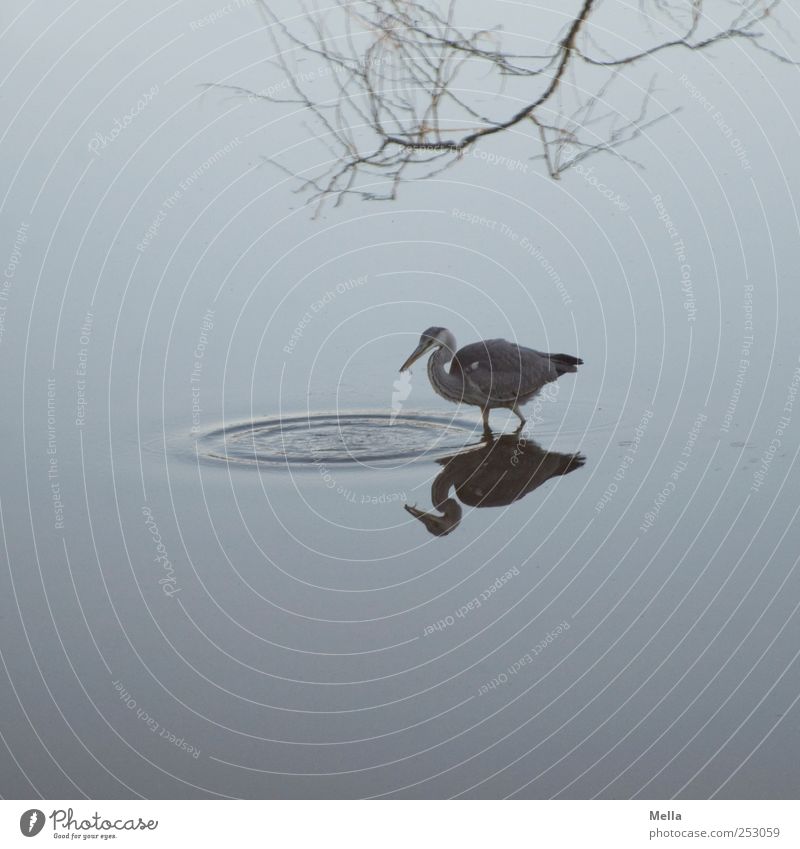 And snatched Environment Nature Animal Water Waves Pond Lake Bird Heron Grey heron 1 Catch To feed Hunting Natural Blue Branch fish Colour photo Exterior shot