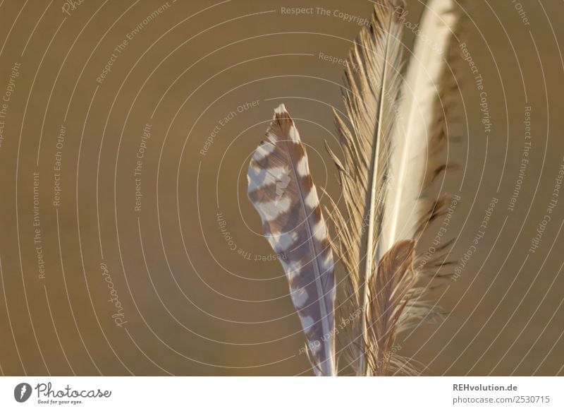 feathers Feather Close-up Macro (Extreme close-up) Exterior shot Bird Nature pretty Ease Shallow depth of field Detail Deserted Esthetic Colour photo Soft