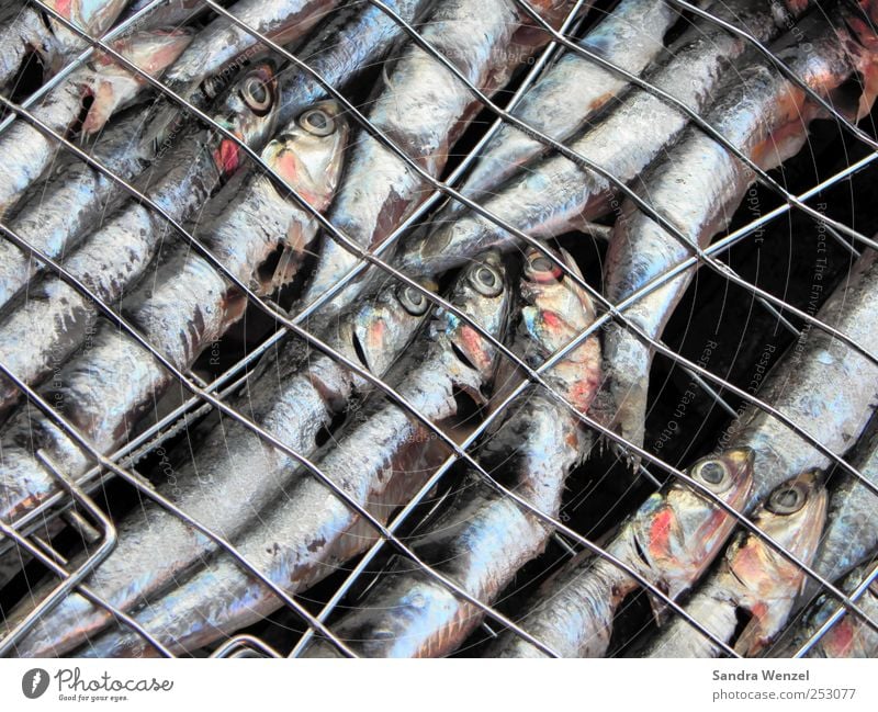 grilled sardines Food Fish Seafood Nutrition Lunch Dinner Finger food Sushi Sardinia grill grid Animal Scales Aquarium Group of animals Flock Pack