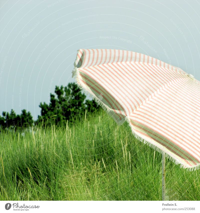 Skew Umbrella Cloudless sky Summer Beautiful weather Tree Grass Meadow Baltic Sea Sunshade Blue Green Pink Vacation & Travel Colour photo Exterior shot Deserted