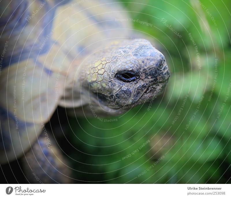 Lift head Animal Summer Grass Meadow Pet Wild animal Animal face Scales Turtle Greek tortoise Reptiles Tortoise-shell Shell 1 Observe Crouch Looking Exotic